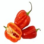 Suriname Red Pepper