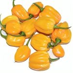 Suriname Orange Pepper